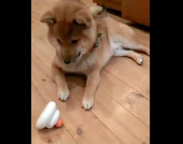 おもちゃで遊ぶおにぎりちゃん