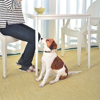 吠えても無意味なことを理解させて