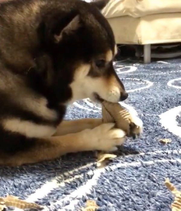 ダンボールをちぎる豆柴