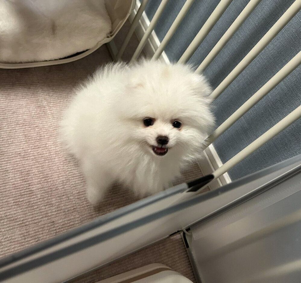 ニコッと笑うこっぺちゃん