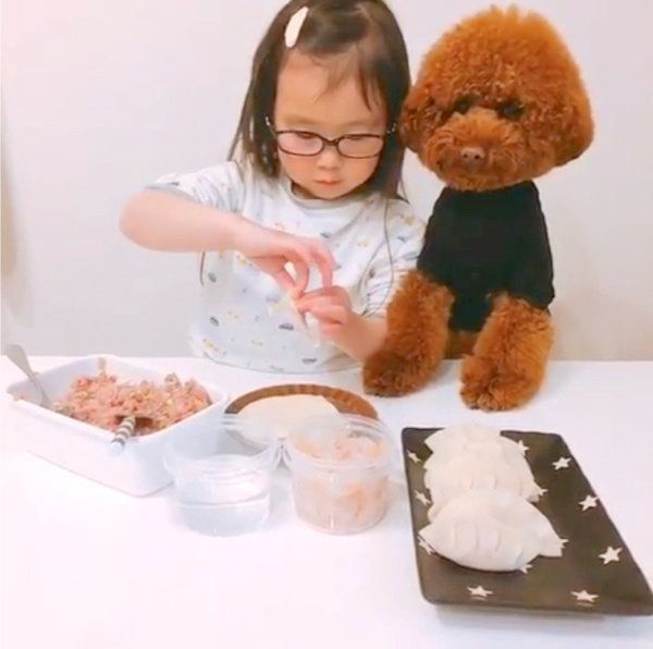 餃子作りを見守るトイ・プードル