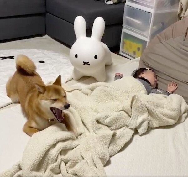 眠る妹ちゃんを見守るりんご郎くん