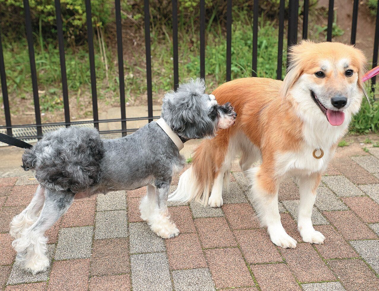 あいさつをする犬たち