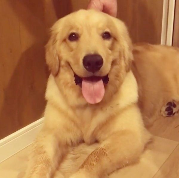 サークルに入りたくないゴールデン・レトリーバー