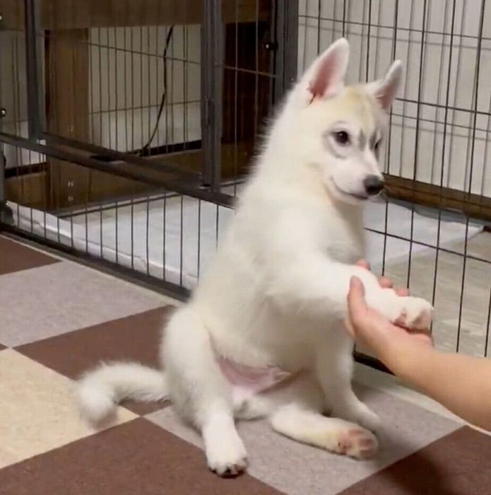 初めてオテを成功させた福丸くん