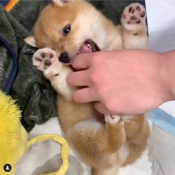 お腹をこちょこちょされるうにくん