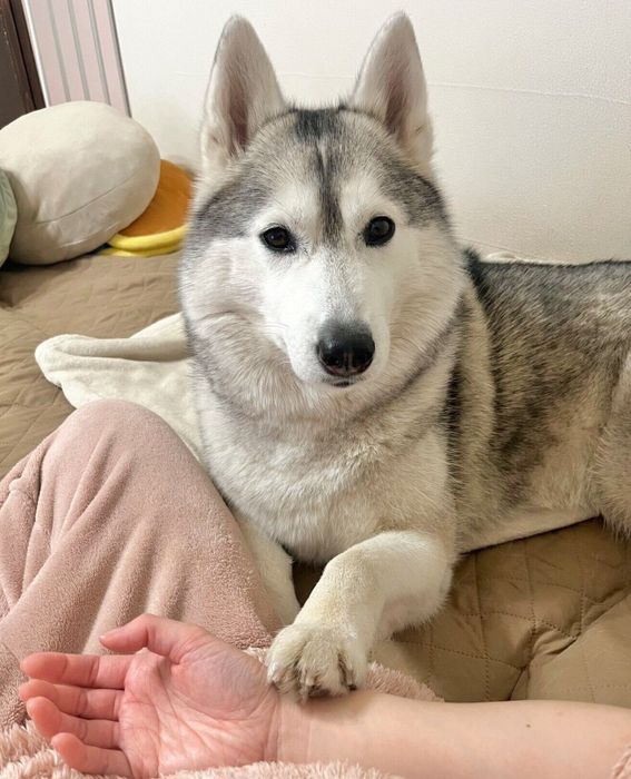 「ねえねえ…遊ぼ?」とアピールするシエルちゃん