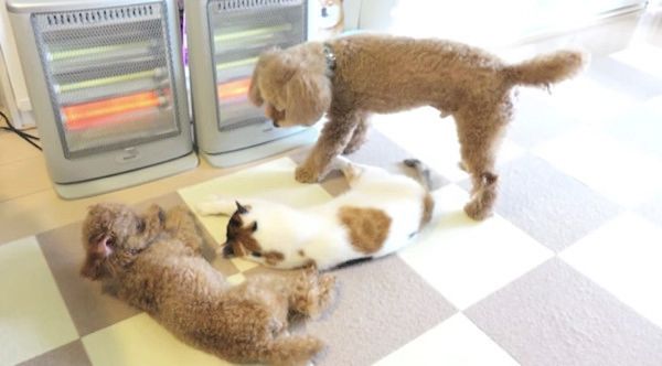 ストーブの前にいるトイ・プードルと猫