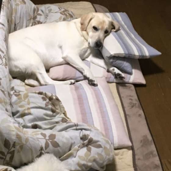 寝転がるラブラドール・レトリーバー