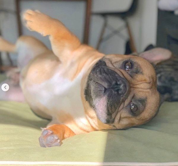 寝転がるガルムくん