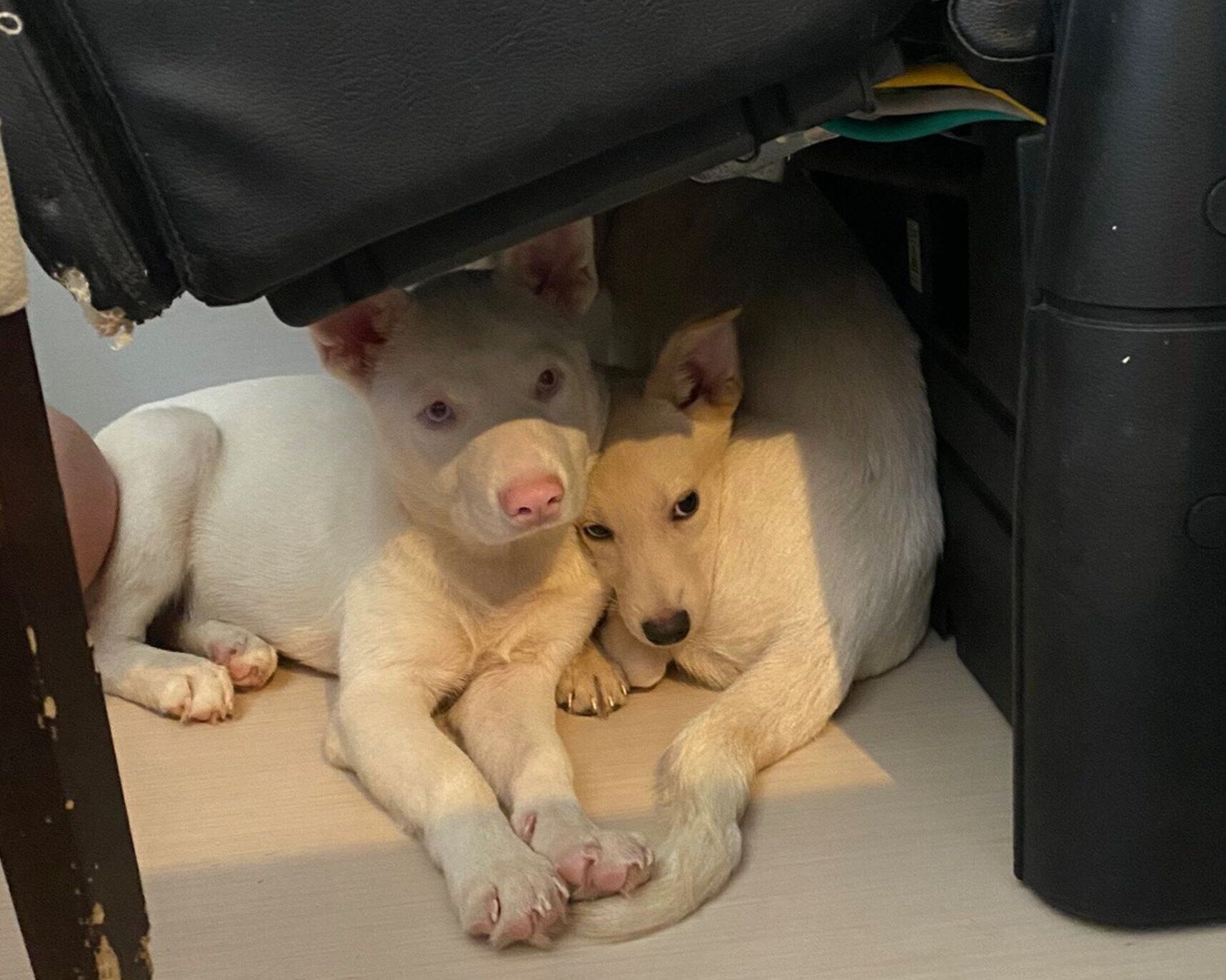 保護ボランティアさんのもとにいたころのみらいくん