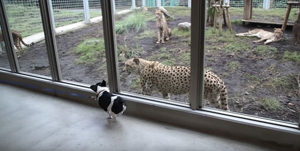 チーターとフレンチ・ブルドッグ