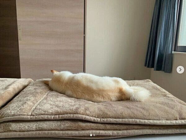 布団の上で眠るラッキーくん