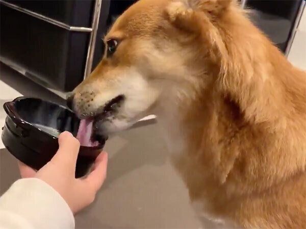 ミルクを飲むラテちゃん