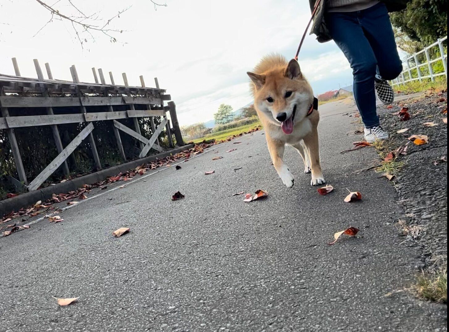 散歩を楽しむろんくん