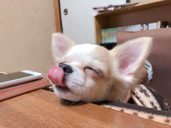 チワワのくらまくん