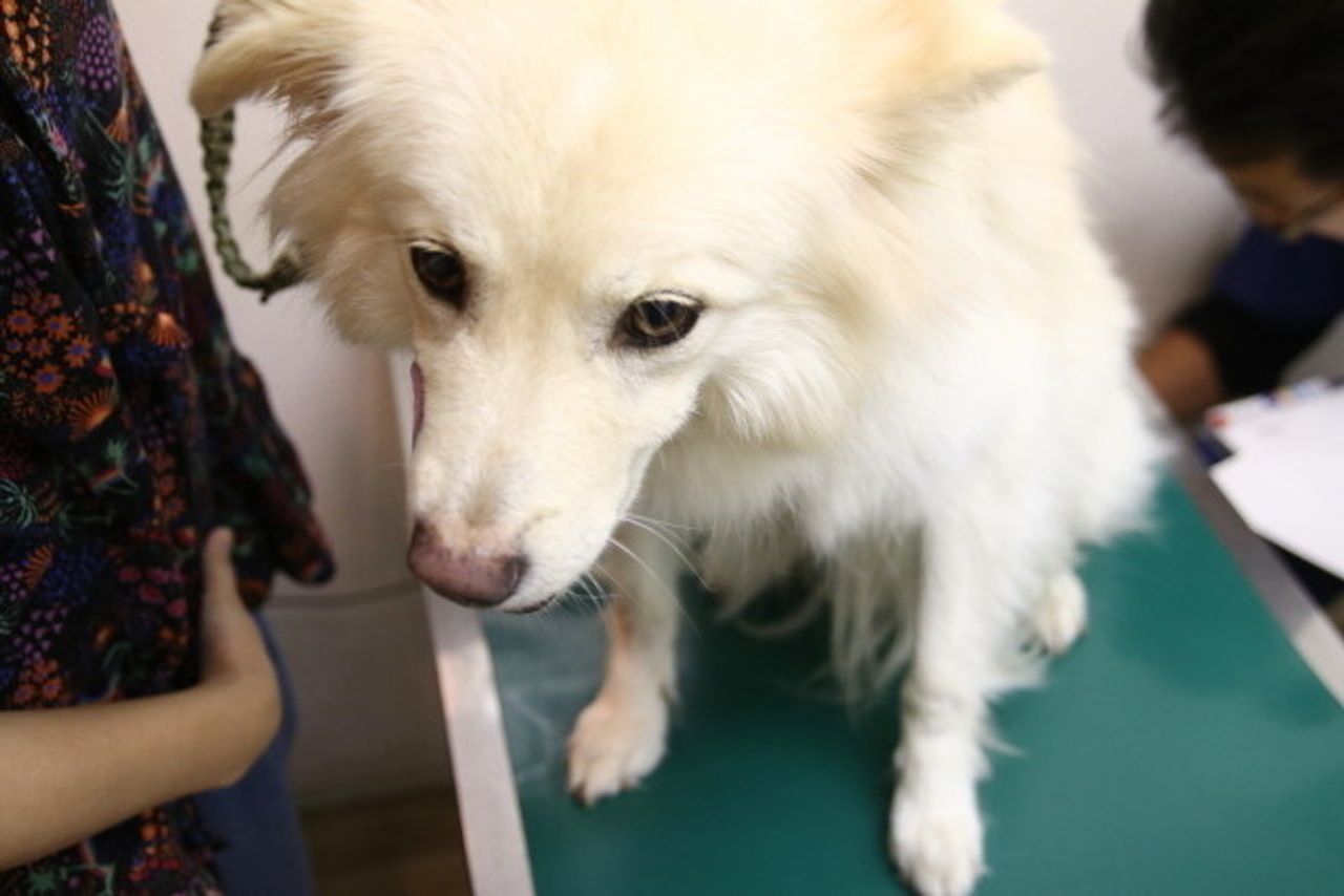 大福の健康のため 穴澤賢の犬のはなし いぬのきもちweb Magazine 大福の健康のため 穴澤賢の犬のはなし いぬのきもちweb Magazine