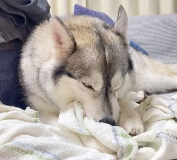 タオルケットをちゅぱちゅぱするノンノちゃん