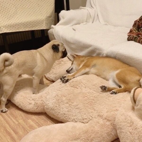 アキちゃんにおやすみの挨拶をするラルくん