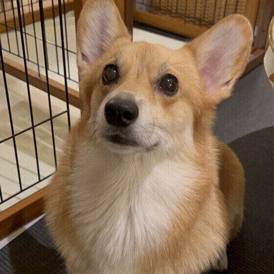 ウェルシュ・コーギー・ペンブロークのルアナちゃん