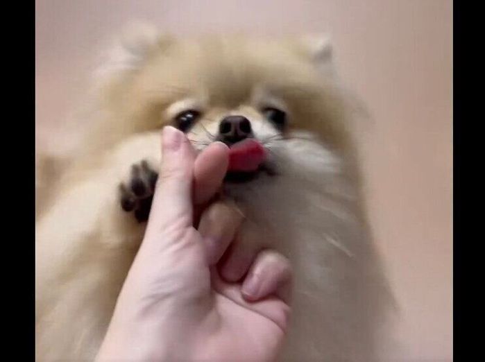 飼い主さんの指を触るなごみちゃん