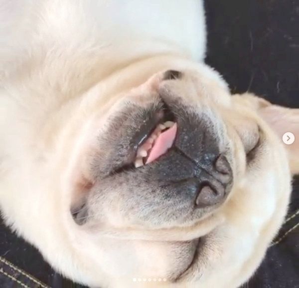 ソファでヘソ天するフレンチ・ブルドッグ