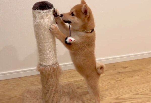 キャットタワーで遊ぶメイちゃん