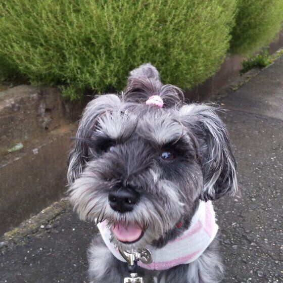 笑うミニチュア・シュナウザー