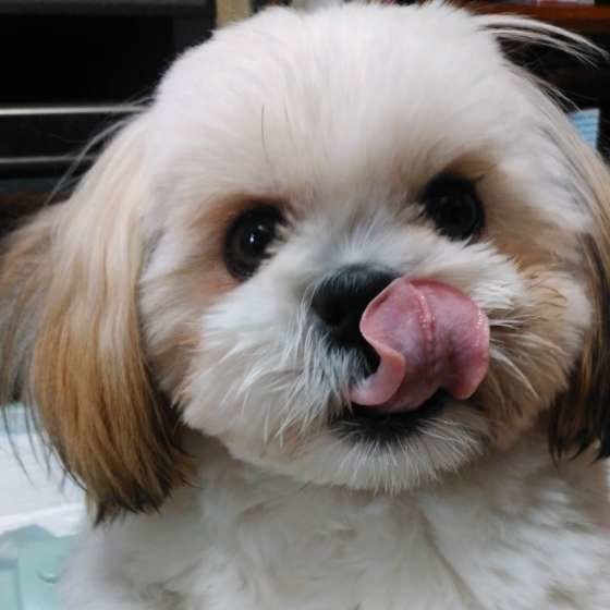 ペロッと舐めるシー・ズー