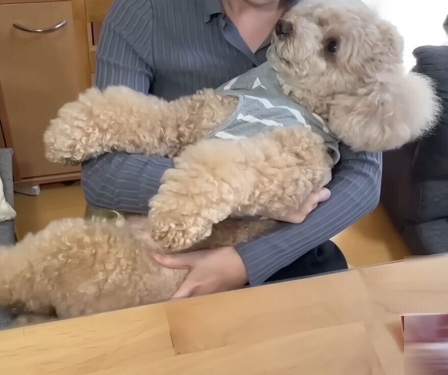 抱っこされるトイ・プードルのロアくん
