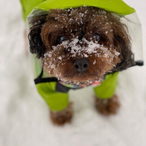 犬の「しもやけ」はなぜ起こる？寒い季節のしもやけ予防法 いぬのきもち