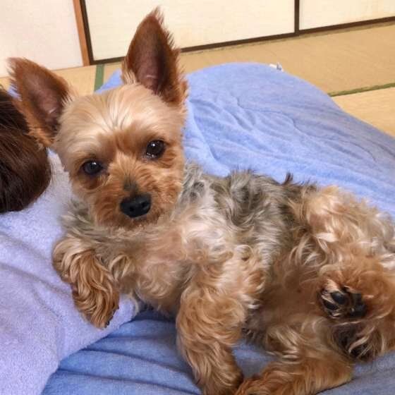 くつろぐヨークシャー・テリア