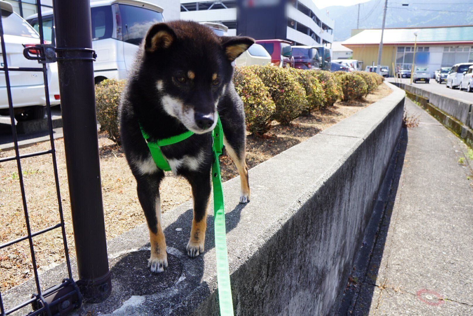 段差の上から降りられないぺこちゃん
