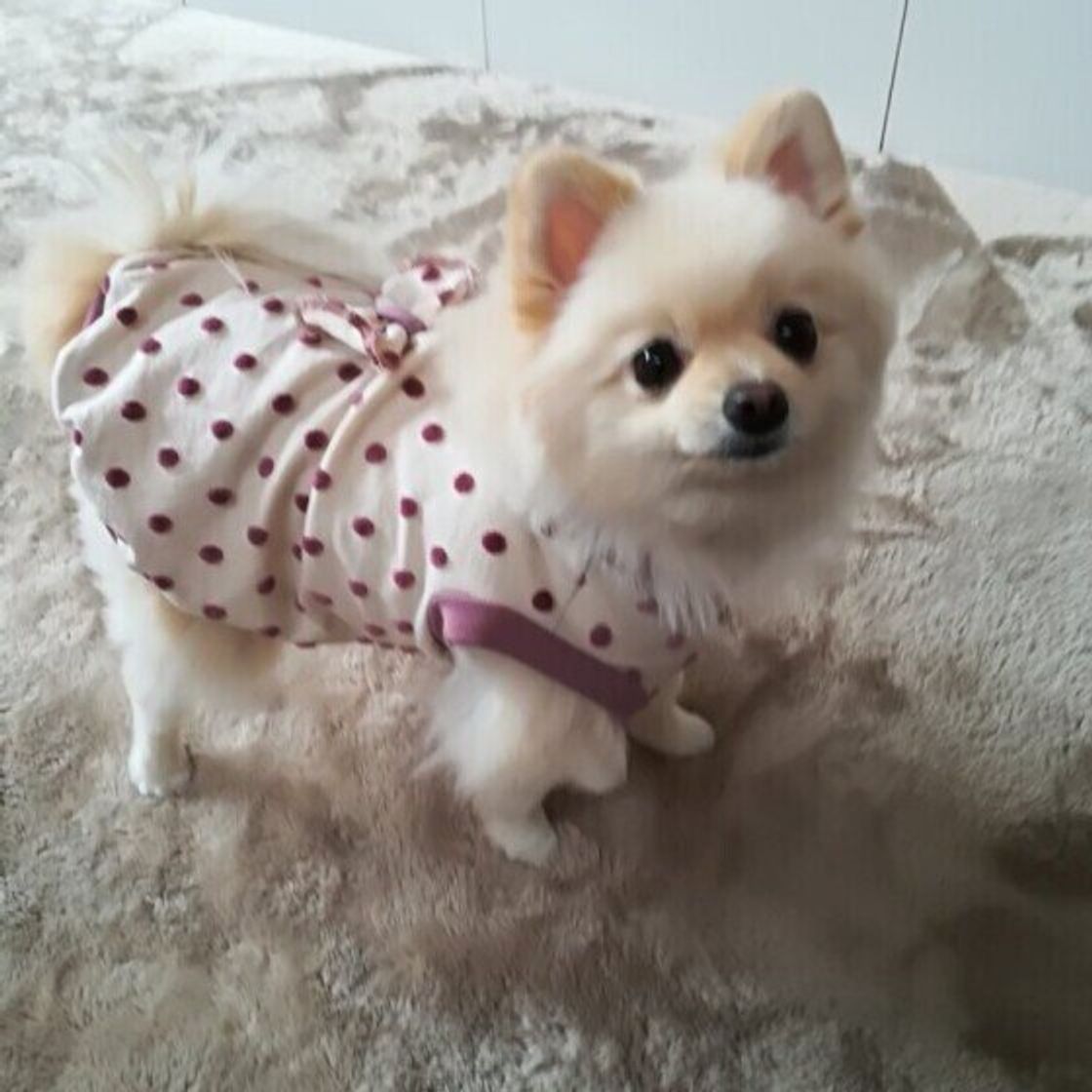 仕事中にイライラ 犬にも伝わる 在宅勤務をしている飼い主が気をつけたいこと いぬのきもちweb Magazine 仕事中にイライラ 犬にも伝わる 在宅勤務をしている飼い主が気をつけたいこと いぬのきもちweb Magazine