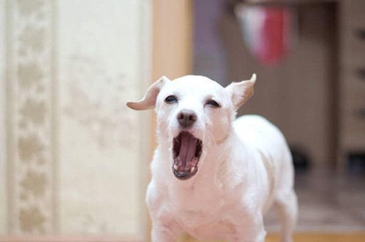 犬は何が原因で トラウマ になるの 適切な対処法も解説 いぬのきもちweb Magazine 犬は何が原因で トラウマ になるの 適切な対処法も解説 いぬのきもちweb Magazine