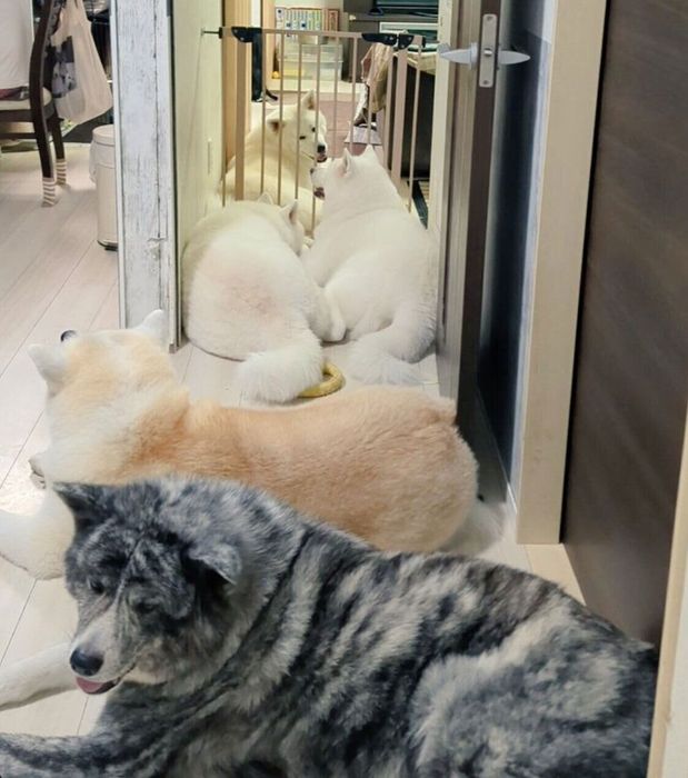 大集合する愛犬たち