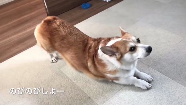 伸びをするコーギー