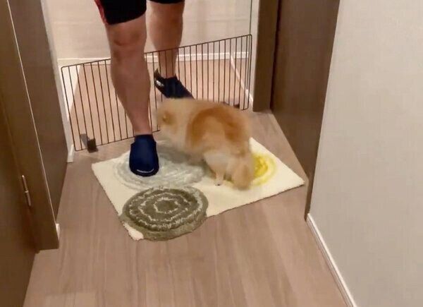 「よくぞご無事で」と、帰宅した飼い主さんを出迎えるミサイルちゃん