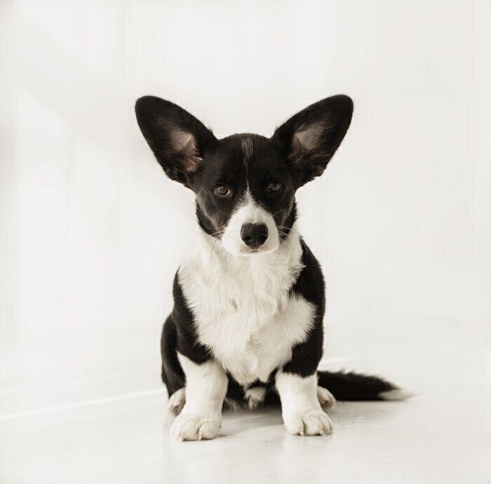 ウェルシュ・コーギー・カーディガン