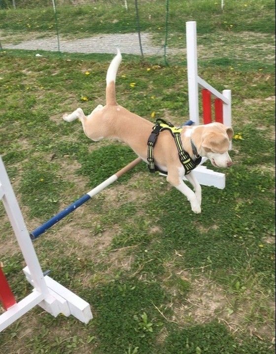 ジャンプするビーグル