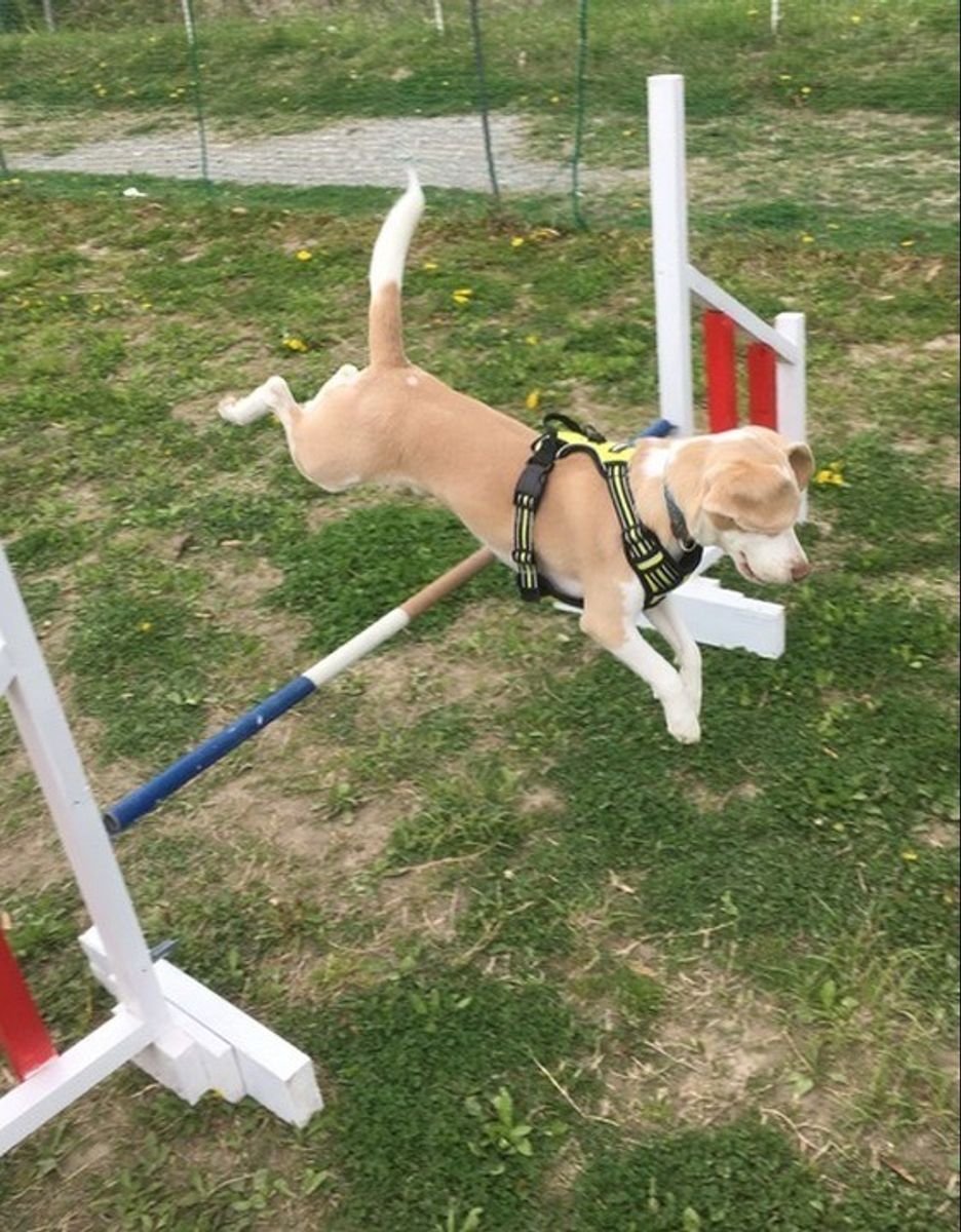 車並みの速さで走れるって本当 犬の驚くべき身体能力に迫る いぬのきもちweb Magazine 車並みの速さで走れるって本当 犬の驚くべき身体能力に迫る いぬのきもちweb Magazine