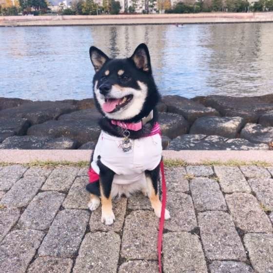 お散歩する柴犬