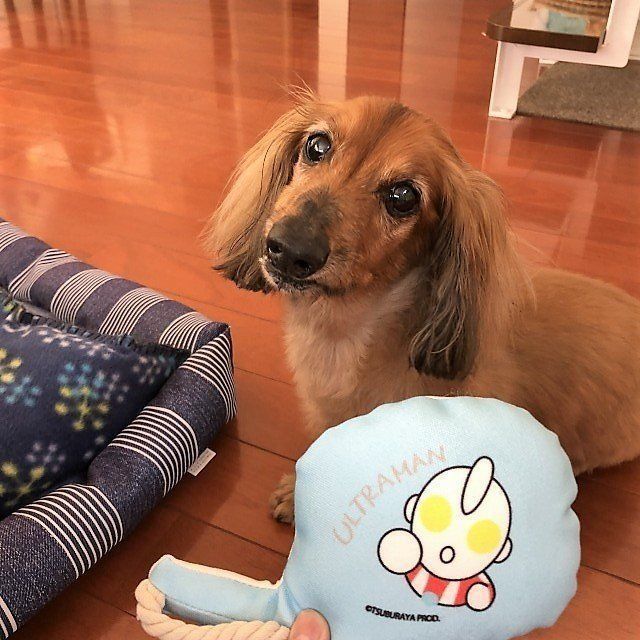 おもちゃがほしい愛犬
