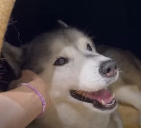 撫でられて嬉しい文太くん♪