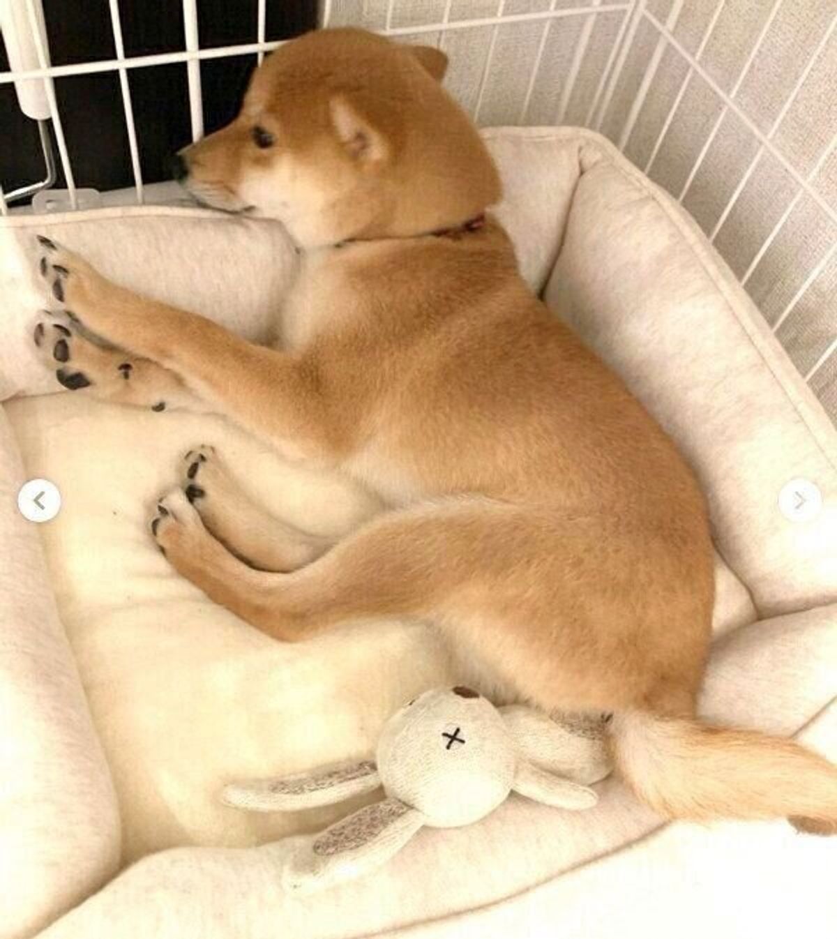 子犬時代からの相棒 うさぎのぬいぐるみ を大事にする豆柴 成長した今も変わらない関係性にほっこり いぬのきもちweb Magazine 子犬時代からの相棒 うさぎのぬいぐるみ を大事にする豆柴 成長した今も変わらない関係性にほっこり いぬのきもちweb Magazine