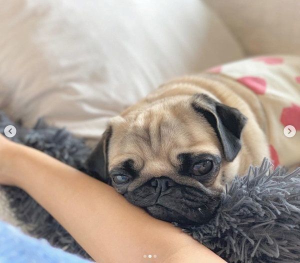 パグのぱぐぞうくん