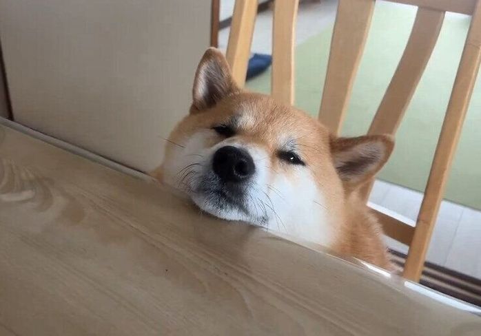 ごはん待ちをするふう太くん