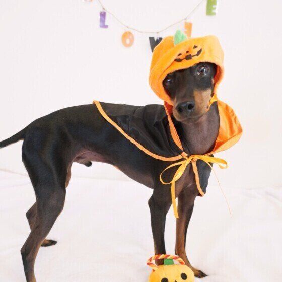 トイ・マンチェスター・テリアのマックスくん