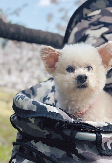 外出が大好きなフォアちゃん。春や秋の気候がよい日にはカートに乗って散歩を楽しみます