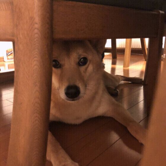 MIXのシシィちゃん